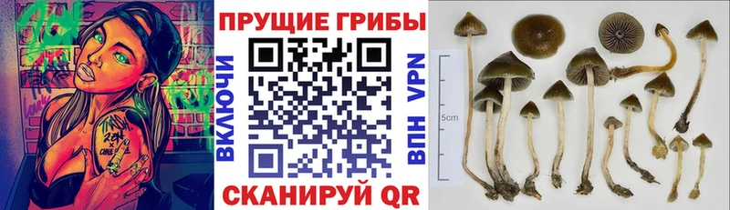 Галлюциногенные грибы Cubensis  Александровск-Сахалинский 